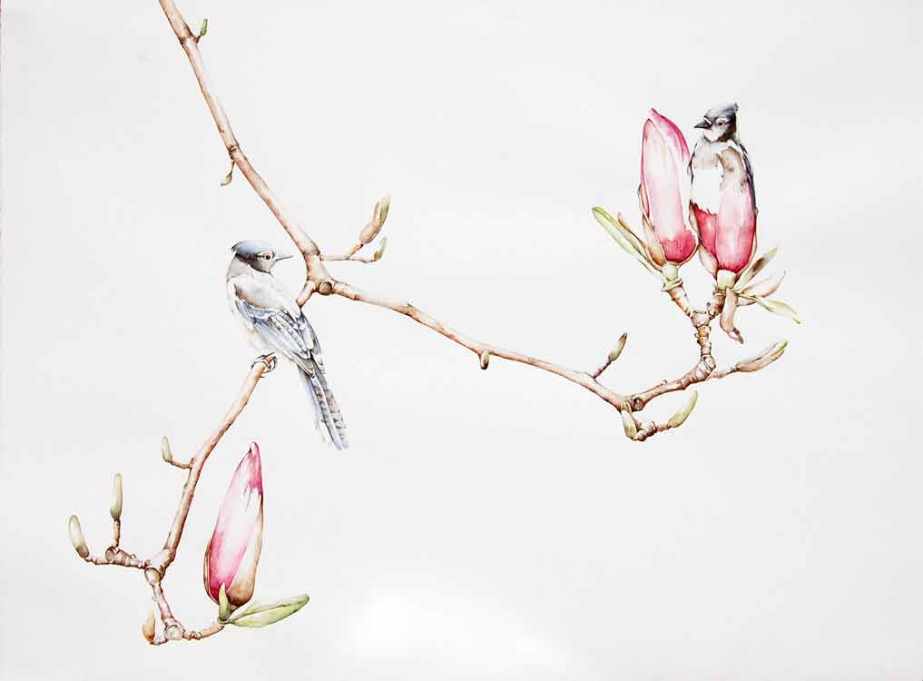 Amy Ross, Bluejay Magnolia, 2008, watercolor on paper, 26.5x34 inches