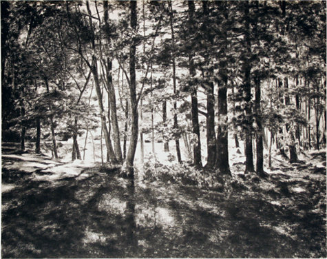 April Gornik, Forest Light, 2009, charcoal on paper, 24x30 inches